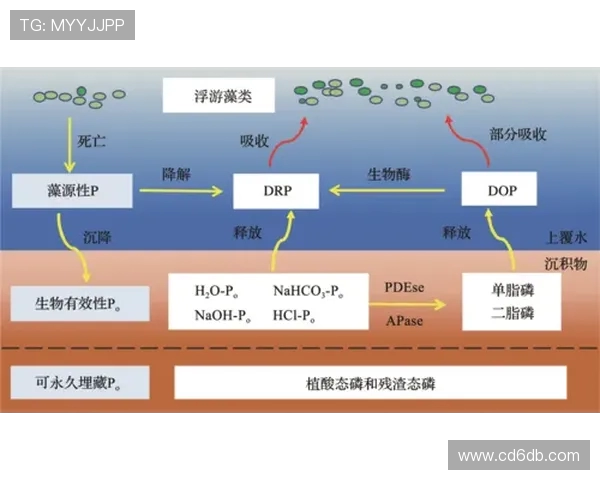 上海足球队阵地战革新探索与实践的深度分析与展望